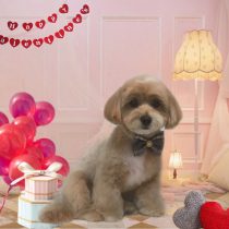 チワワ×トイプードルmix