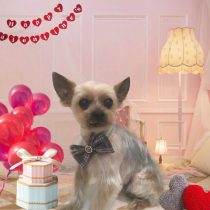 ヨークシャテリア