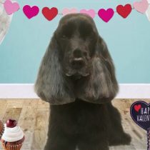 イングリッシュコッカースパニエル