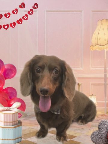 Mダックスフント