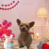 ヨークシャテリア