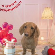 Mダックスフント