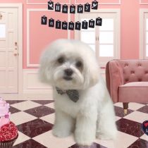 マルチーズ×チワワmix