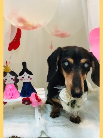 Mダックスフント