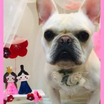 フレンチブルドッグ