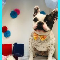 フレンチブルドッグ