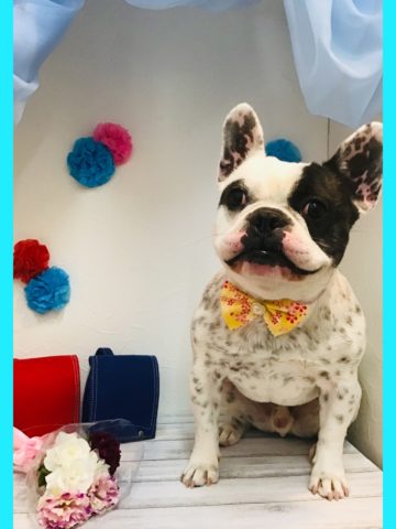 フレンチブルドッグ