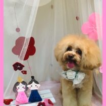 マルチーズ×トイプードルmix