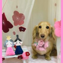 Mダックスフント