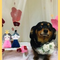 チワワ×MダックスフントMIX