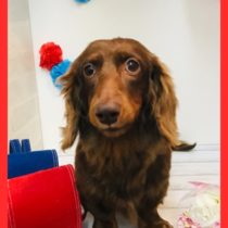 Mダックスフント