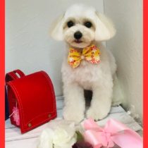 マルチーズ×トイプードルmix