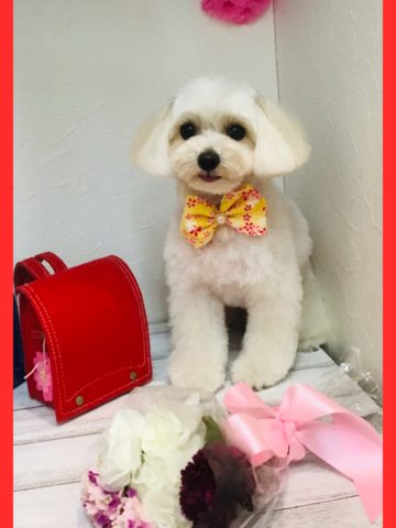 マルチーズ×トイプードルmix