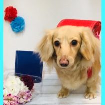 Mダックスフント