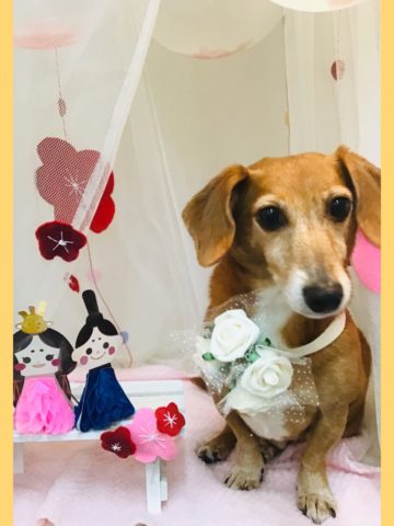 トイプードル×ジャックラッセルテリア