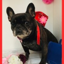 フレンチブルドッグ