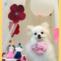 ポメラニアン×チワワMIX