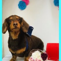 Mダックスフント