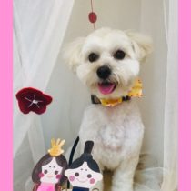 マルチーズ×トイプードルmix