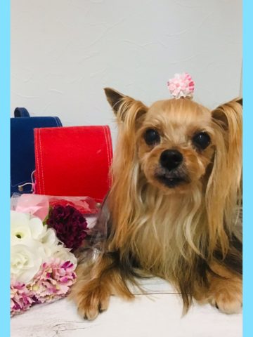 ヨークシャテリア