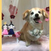 チワワ×MダックスフントMIX