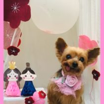 ヨークシャテリア