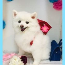 ポメラニアン