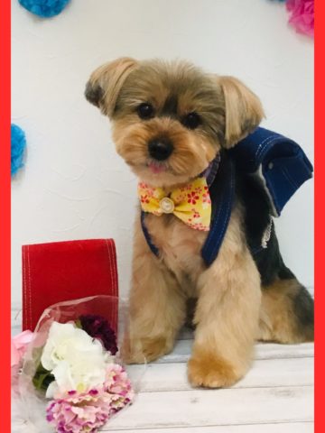 ヨークシャテリア