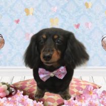 Mダックスフント