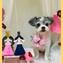 チワワ×マルチーズmix