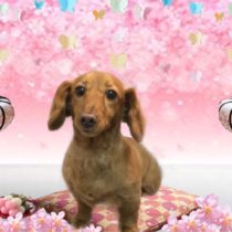 Mダックスフント