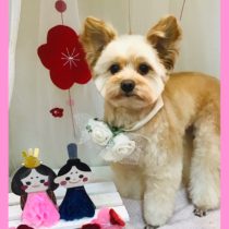 ポメラニアン×トイプードルmix