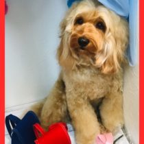 オーストラリアンラブラドゥードゥル