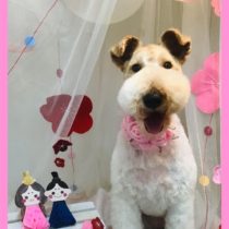 ワイヤーフォックステリア