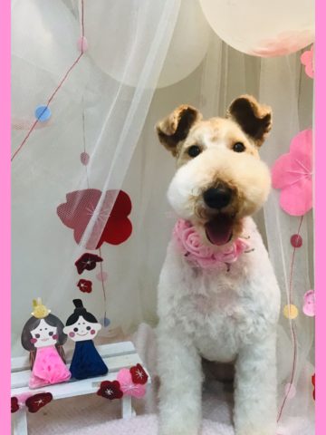 ワイヤーフォックステリア