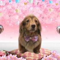 Mダックスフント