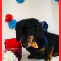 Mダックスフント