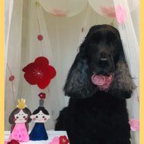 イングリッシュコッカースパニエル