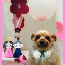 ヨークシャテリア