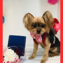 ヨークシャテリア