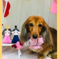 Mダックスフント