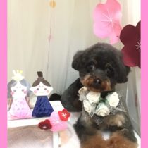 チワワ×トイプードルmix