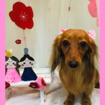 カニヘンダックス