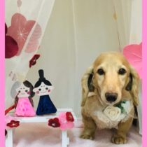 Mダックスフント