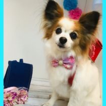 パピヨン×チワワmix