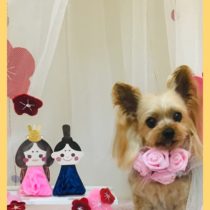 ヨークシャテリア