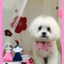 マルチーズ×トイプードルmix