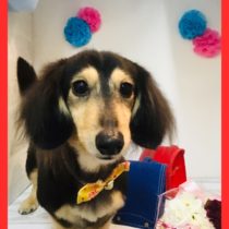 Mダックスフント