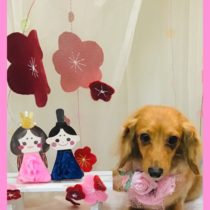 Mダックスフント