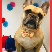 フレンチブルドッグ